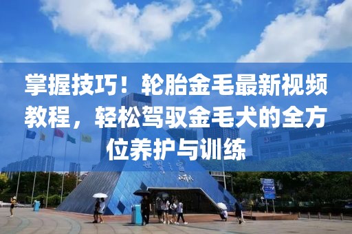 掌握技巧！轮胎金毛最新视频教程，轻松驾驭金毛犬的全方位养护与训练