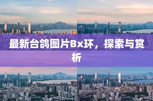 最新台鸽图片Bx环，探索与赏析