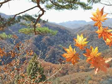 坪山泰禾广场最新动态，区域发展璀璨明珠的引领者