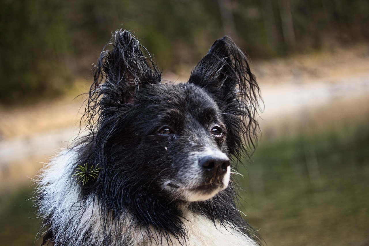 天佑犬业精彩瞬间探索，最新照片展现狗狗世界的魅力