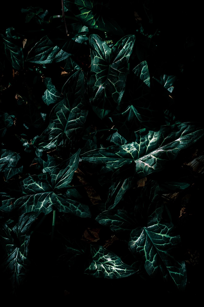 执魔最新章节在线阅读，奇幻世界的探索之旅