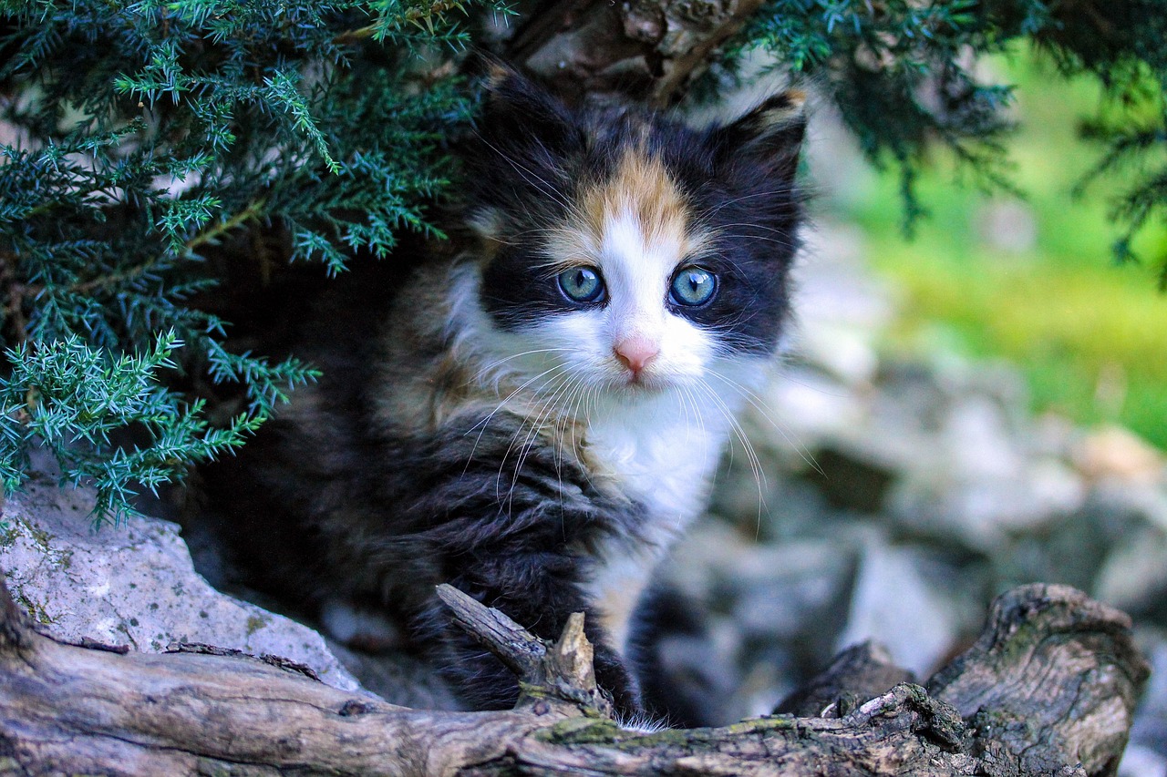 猫奴的猫文化之旅，mtumblr 2017最新探索的猫奴新世界