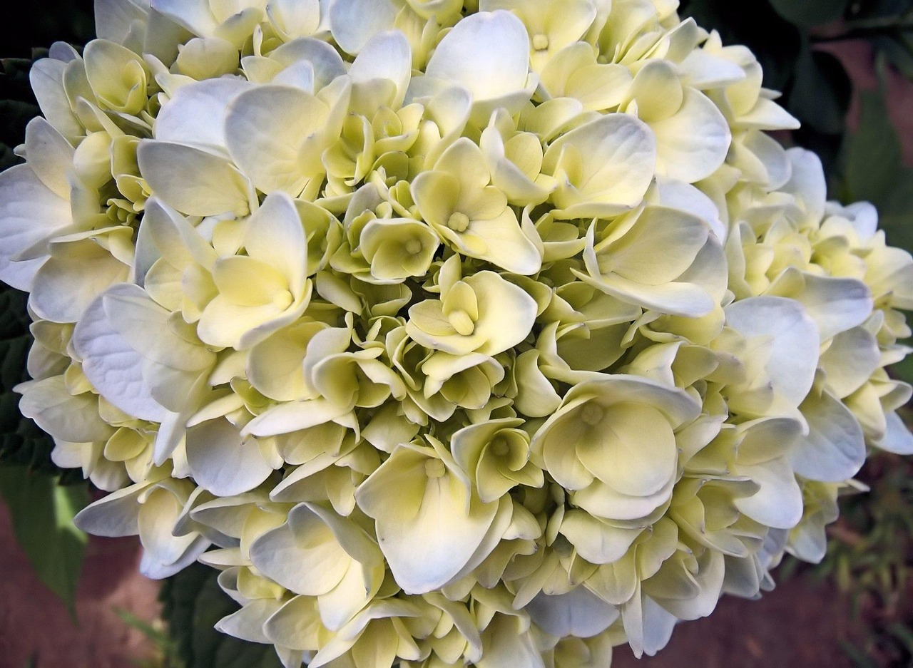 仙桃逢春花园最新动态揭秘，最新消息汇总