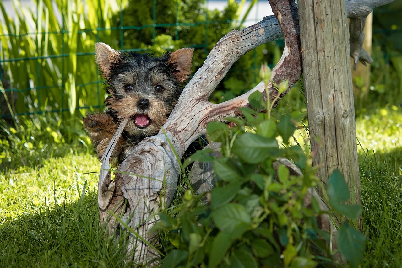 天一犬舍最新长毛种公，探索长毛犬的独特魅力和品种特色