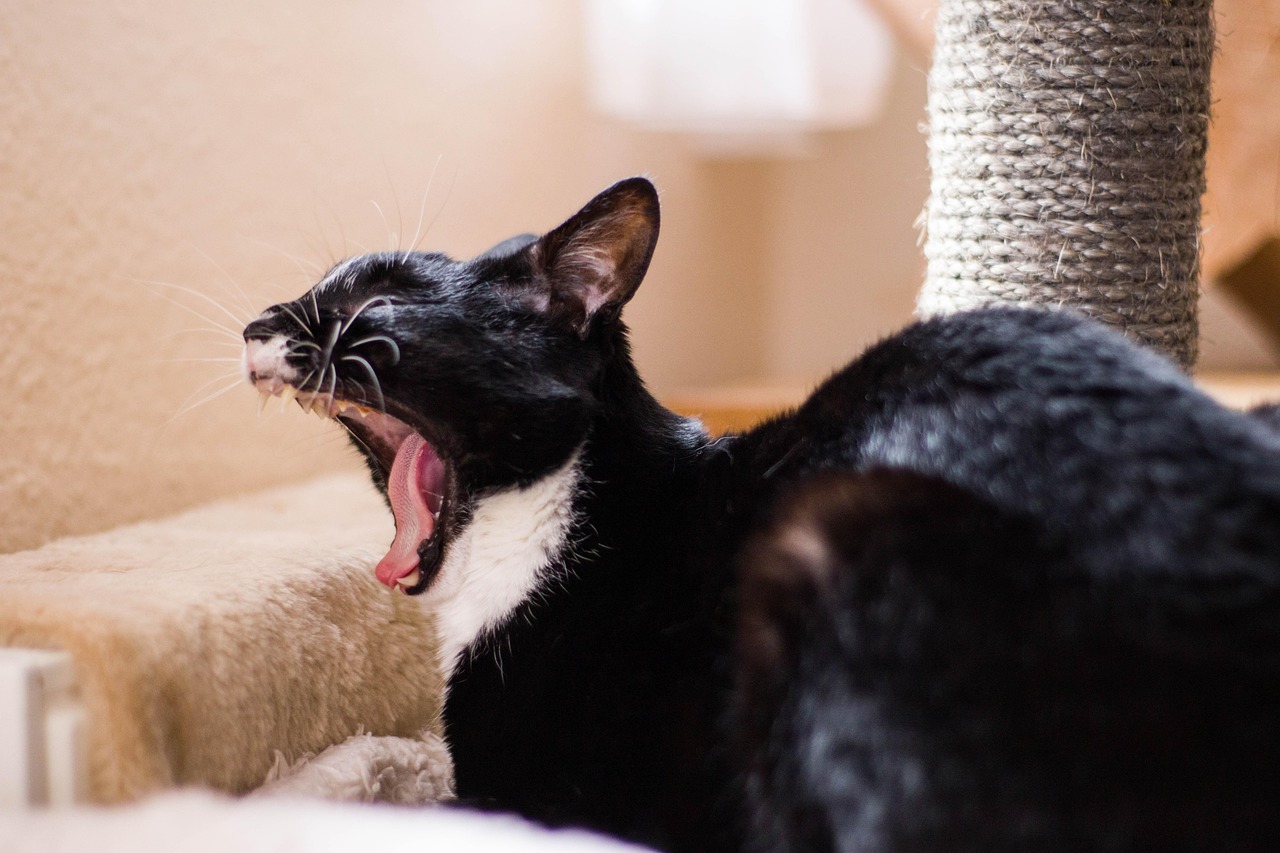 猫咪软件官网最新版本解析，魅力与功能一览